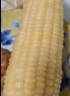 浦之灵白糯糖心玉米棒2.08kg(6根)/袋非转基因东北粘甜玉米冷冻预制蔬菜 实拍图