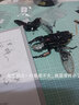 若客（ROKR）魔鬼鱼仿生机械甲虫玩具积木成人金属拼装模型生日礼物男孩女孩 巨锹甲【可动机械巨钳】 实拍图