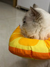 欢宠网伊丽莎白圈猫宠物狗猫咪狗狗绝育软项圈头套脖套防舔防咬脖圈幼猫 实拍图