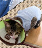 欢宠网宠物猫咪绝育服猫手术服母猫衣服断奶术后恢复幼小猫猫透气防舔衣 实拍图