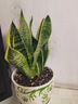金边虎皮兰盆栽多肉植物水培好养绿植室内花卉客厅大型虎尾兰阳台 虎皮兰20-25cm高3棵【简易盆】 实拍图