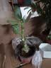 急兔玉树盆栽多肉植物办公室耐旱绿植花卉盆栽/玉树小苗原盆源头直发 实拍图