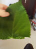 良知农哥 【顺丰】东北新鲜苏子叶 苏紫叶苏菜叶 健康轻食 500g约170-200片左右 实拍图