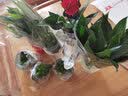 中梦带根水养观音竹荷花竹莲花竹龙竹富贵竹水培植物花卉室内盆栽绿植 观音竹水培-35厘米-3支(大) 不含盆 晒单实拍图