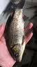达亿瓦（DAIWA）21秋冬DC-9121CS 休闲棒球帽鸭舌帽户外遮阳帽钓鱼帽透气六方帽 黑*银 均码 实拍图