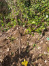 滨淇果树苗无花果苗当年结果波姬红南方北方种植水果苗 2厘米粗1棵 实拍图