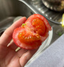 绿行者（GREER）小粉番茄 水果沙瓤生吃西红柿新鲜采摘健康轻食酸甜多汁蔬菜 小粉番茄 5斤 实拍图