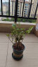 泰西丝茉莉花苗盆栽花卉植物室内绿植浓香花卉 茉莉花6株+0.5塑料加仑盆 晒单实拍图
