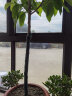 白兰花盆栽花卉植物室内花黄角兰白玉兰花树苗老桩 白兰6年苗直径2cm 含加仑盆 晒单实拍图