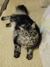 卡露诗（calus）宠物猫咪沐浴露玻尿酸洗护一体洗澡香波专猫抑菌驱螨定制520ml 晒单实拍图