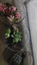 开时果 多肉植物仙人球仙人掌小盆栽桌面植物 肉肉组合办公室内绿植花卉 【3盆自选】组合多肉植物 实拍图