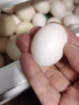 我老家鸽子蛋 新鲜 现捡散养谷物蛋 孕妇宝宝营养生鲜 鲜鸽蛋30枚装 实拍图