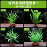 异景园鱼缸水族箱造景水榕沉木活体水草淡水无土植物后景真水草净水增氧 长版莫斯(20*8) 实拍图