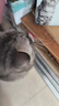 耀目猫粮成猫幼猫全阶段通用英短蓝猫深海鱼鱼肉猫食天然粮 【全阶段】通用猫粮4斤 实拍图
