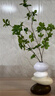 雅尊（Yazun）高级感艺术花瓶大象石头摆件时来运转客厅电视柜玄关软装饰工艺品 石来运转花瓶（送吊钟叶） 实拍图