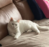 诺瑞（NORY）猫粮牛油果配方 全价全期成猫幼猫粮1.4kg*3包 实拍图
