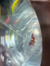 云峰海瑞黑壳虾清洁虾观赏虾 鱼缸水族箱水草缸清洁除藻淡水 酒红水晶虾（稀有品种）2只 实拍图