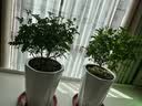 尚洋 君子兰专用植物营养液叶面肥免稀释500mL园艺绿植盆栽液体花肥料 实拍图