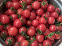京百味 西红柿千禧小番茄3斤 约120颗中果 冰糖千禧 新鲜蔬菜源头直发 晒单实拍图
