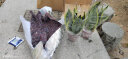锦枫（jinfeng）虎皮兰植物长脚盆栽室内卧室客厅大型裸苗 6颗金边虎皮兰(20-30cm) 不含盆 实拍图