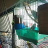 茨格曼芦丁鸡喂食器鹦鹉饮水器防溅食盒鹦鹉喂食喝水壶套装鸟类用品 晒单实拍图