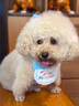 随灿 宠物生日帽子围兜可爱拍照装饰口水巾字母围巾狗狗猫咪生日派对 宠物生日帽+围兜【天蓝色1套装】 实拍图