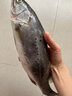 秋诗鲜湘海鲈鱼 海捕超大鲈鱼 烤鱼鲜活速冻整条鲈鱼生鲜鱼类海鲜水产 5条装（8两-1斤/条） 实拍图