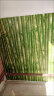 遇丰竹子贴纸餐厅背景墙纸自粘绿叶绿色墙贴农家乐饭店包间茶楼竹子 竖贴45厘米宽x10米长 晒单实拍图