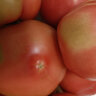 京地达栗贝诺普罗旺斯番茄西红柿多汁沙瓤生吃酸甜口感2.25kg源头直发 晒单实拍图