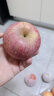鲜总管正宗新疆阿克苏冰糖心苹果水果5斤10斤红富士苹果丑苹果 带箱10斤大果 单果80-85mm 晒单实拍图