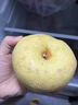 正鲜季（ZHENGXIANJI）正宗砀山梨酥梨薄皮梨当季新鲜水果砀山梨雪梨脆甜大果整箱安徽 3斤 【大果250g+】砀山直发|脆甜多汁 实拍图
