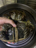 【活蟹】阳澄小斌大闸蟹 鲜活精挑特大螃蟹公蟹母蟹生鲜水产礼盒 公4.3-4.6母蟹3.3-3.6两 十只 实拍图