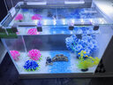 长锐侧滤鱼缸桌面办公室免换水生态水草超白水族箱 K400造景版【长41 宽22 高29】 实拍图