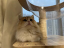 CHONLDERL猫爬架猫窝猫树一体大型太空舱猫架子四季通用剑麻猫咪玩具用品 【175CM 10层双太空舱】奥斯汀AST-1 实拍图