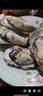 蟹小乔乳山生蚝【鲜活】特大当天打捞当天发货生蚝10斤牡蛎海蛎子海鲜 2XL号净重5斤（不套标17-20个） 实拍图