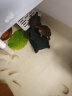 萌龟饲家中华草珍珠龟花龟台湾六线草龟乌龟活物宠物情侣活体龟观赏水龟 2-3厘米新出壳 1只单身龟 实拍图