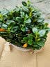 意轩金鱼花吊兰杜鹃花盆栽花卉室内绿植办公室盆栽盆景绿色植物吊兰 金鱼吊兰一盆不含盆 实拍图