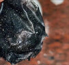 倩滋火山泥祛黑头面膜清洁泥膜涂抹式去黑头鼻贴面膜黑头清理神器男女 去黑头面膜+芦荟胶组合 实拍图