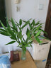 绿有意富贵竹水培植物转运竹花卉绿植室内盆栽绿水养带根鲜花发萝财 含瓶65-70cm10棵+玻璃瓶+营养液 不含盆 实拍图