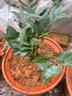 盆栽茶花苗 四季香妃茶花 带花苞浓香型山茶花树庭院室内好养五色赤丹茶花树苗花卉植物 五色赤丹(强力) 4年苗【当年开花】 实拍图