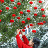 米囹2025新年装饰蛇年元旦过年植绒小灯笼乔迁挂件盆景挂件发财树春节 30个植绒小灯笼【直径约3.5cm】 实拍图