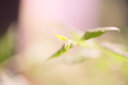 老蛙（LAOWA） 老蛙100mm F2.8 2倍放大全画幅百微超微距镜头 昆虫花卉人像 黑色【标配】 佳能微单RF卡口 实拍图
