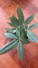 花友发财树盆栽办公室盆栽室内客厅桌面绿植小盆景发财树植物花卉 铁塔瓷盆+三杆发财树 实拍图