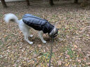 PEITE PET狗狗衣服冬天加厚保暖棉衣中大型犬金毛杜宾边牧柯基狗衣服可牵引 陨石灰【加绒加厚】 2XL （适合23-30斤） 实拍图
