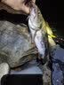 哈拿（TRE-Hana）感应头灯强光远射户外夜钓超亮可充电钓鱼帽夹灯头戴式防水LED灯 T51灰色感应头灯 (夹帽版) 实拍图
