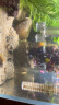 疯狂水草（FKSC）鱼缸水草活体植物鱼缸造景懒人直接入缸养鱼蜈蚣草火山石真水草 好养易活套餐30-40cm缸 实拍图