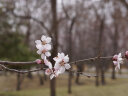 永诺（YONGNUO） YN50mm F1.8索尼口尼康口富士口微单大光圈自动对焦镜头 YN50mm F1.8S 二代索尼E口半画幅 晒单实拍图