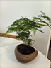 石头花盆原生态天然鹅卵石花瓶多肉铜钱草原石菖蒲盆鱼缸水培造景 有排水孔 外径19-22厘米深5厘米以上款随机 实拍图