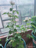 海蒂的花园旗舰店月季花卉盆栽小苗灌木蔷薇阳台观赏南北方四季可种原盆原土 蓝色阴雨15cm盆 含盆 实拍图