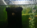 森森缸外过滤器小鱼缸水族箱草缸外置过滤桶前置桶动力桶净水桶 EW-603B中号透明+滤材 过滤桶 实拍图